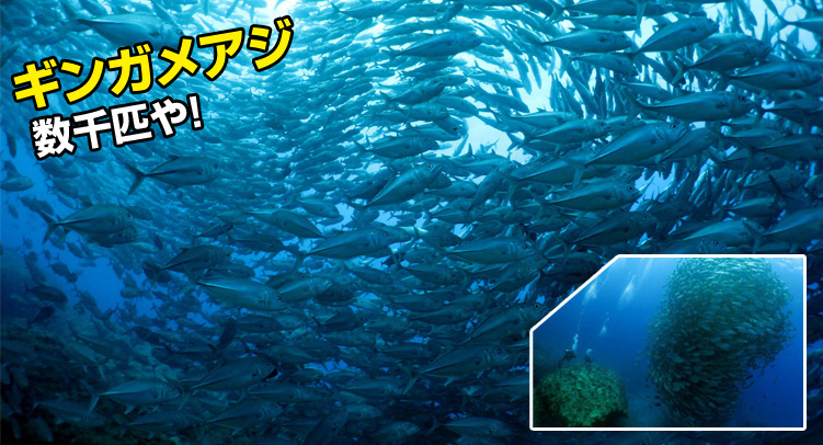 ギンガメアジ数千匹や！