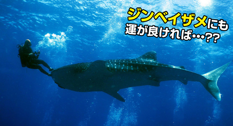 ジンベイザメにも運が良ければ…？？