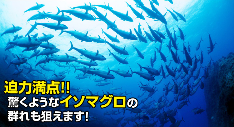 迫力満点！！驚くようなイソマグロの群れも狙えます！