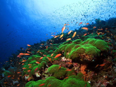 渡名喜 五六ノ崎