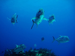 渡名喜ナカルマ ロウニンアジ