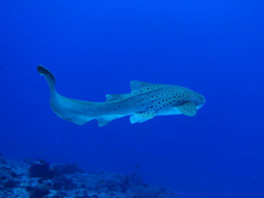 渡名喜ナカルマ トラフザメ