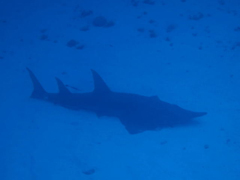 渡名喜ナカルマ