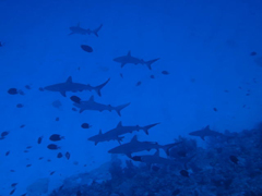 渡名喜ナカルマ