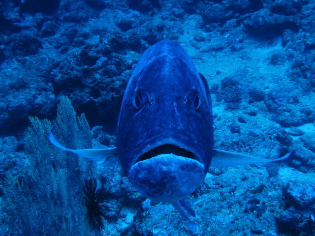 渡名喜ナカルマ ロウニンアジ