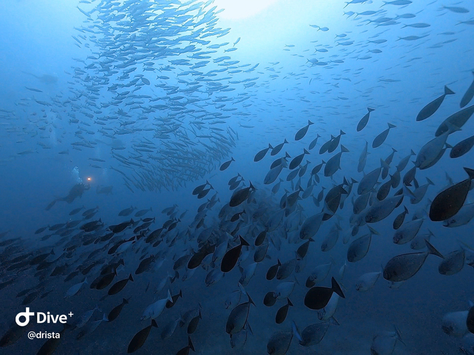 3種の群れのコラボレーション