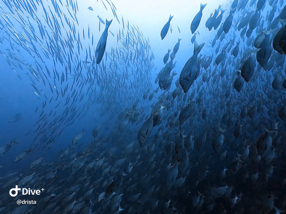 季節ごと変わる群れ　春のタマン（ハマフエフキ）は猛烈