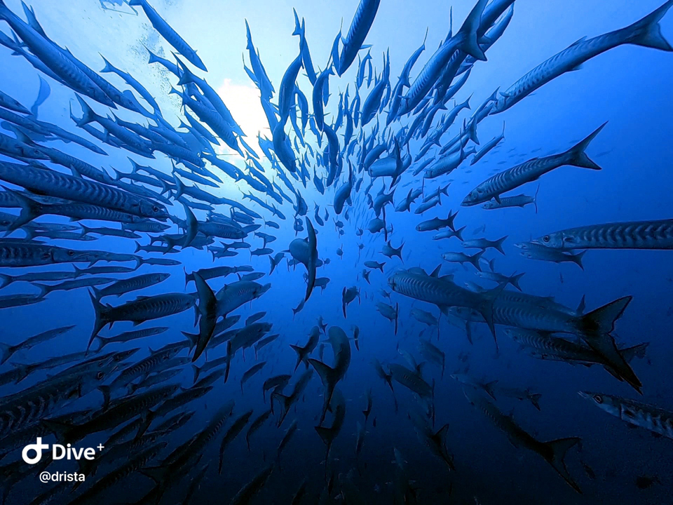 夏の透明度40ｍ以上にシェブロンバラクーダ群れも凄い