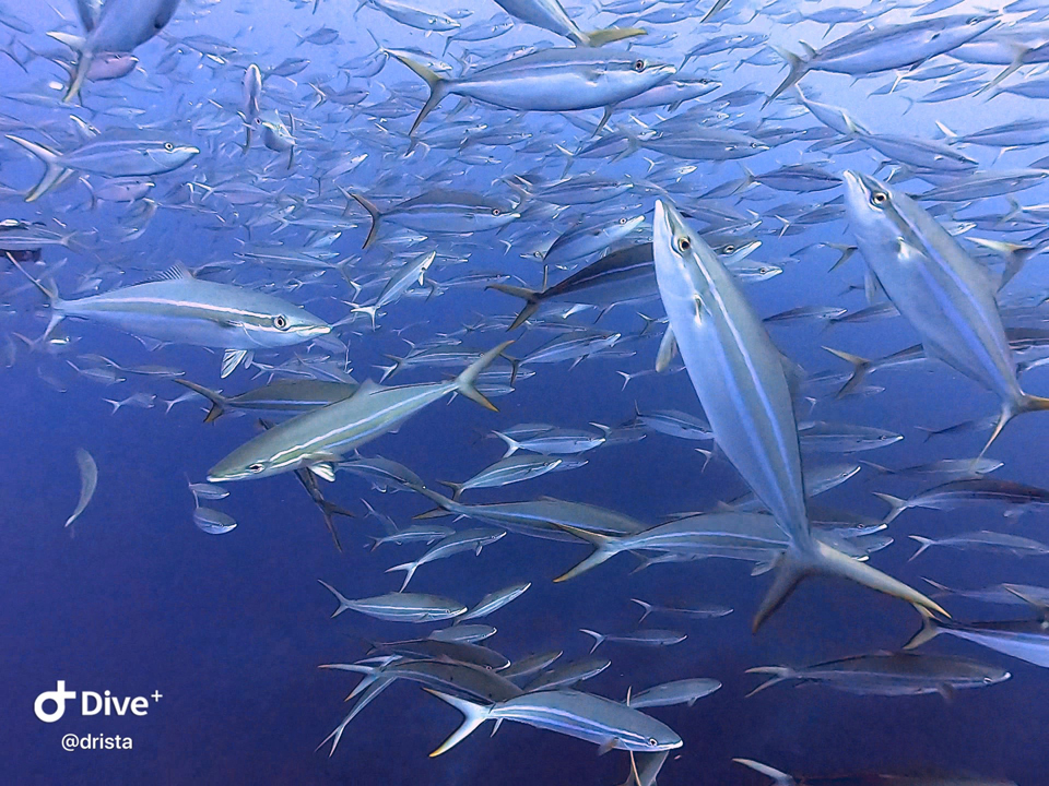 秋～冬のツムブリも半端じゃない　と通年魚影が凄い