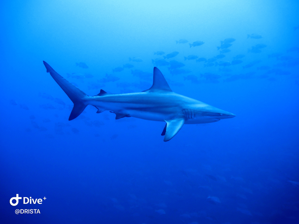 一番盛り上がるのは大型のサメ！まずはカマストガリザメ