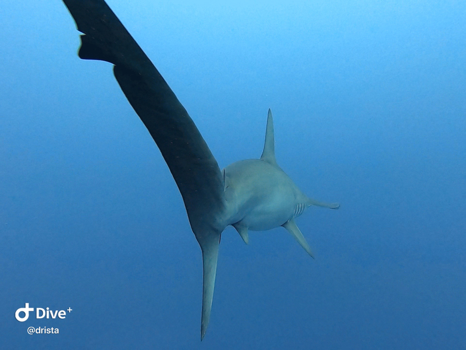 12月～7月にはハンマーヘッドシャークも頻繁に出たり