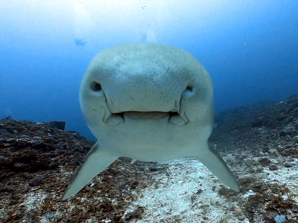 水底にトラフザメなんてサプライズもあったりします