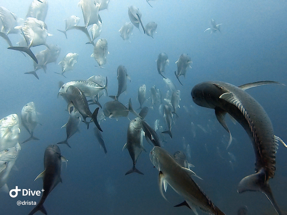 近くにある『GT-4』『GT-5』でロウニンアジ群れを時には100匹以上のロウニンが見れたり最高です